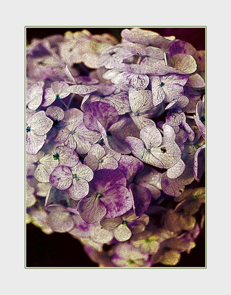 Hydrangea greeting card. Photography by Kathryn Hanson, ShutteredEye.