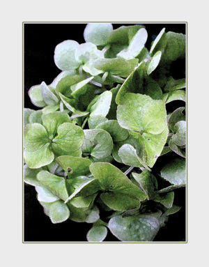 Green Hydrangea greeting card. Photography by Kathryn Hanson, ShutteredEye.